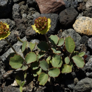 Pozoa volcanica